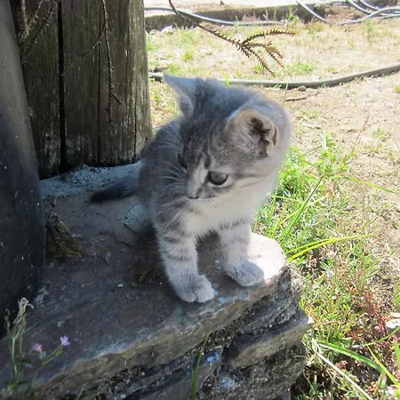 Casa de Campo Casa Assumpta Arzúa