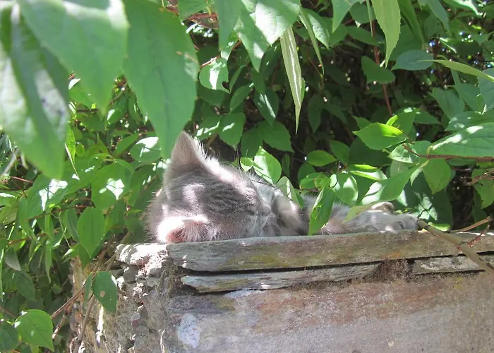 Gospodarstwo wiejskie Casa Assumpta *