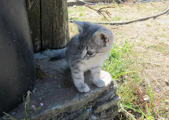 Gospodarstwo wiejskie Casa Assumpta Arzúa